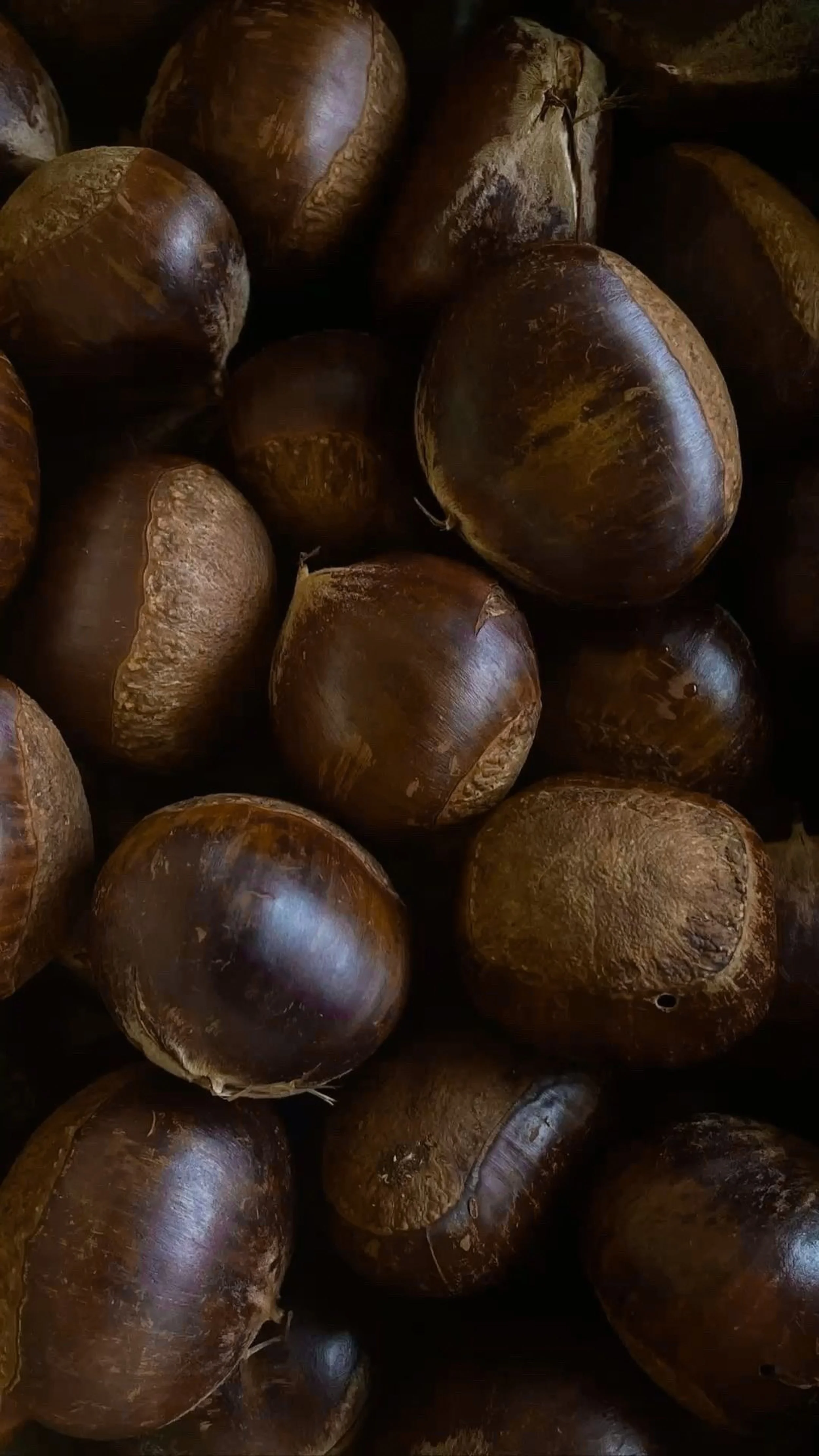 hazelnut genius wefts bundle