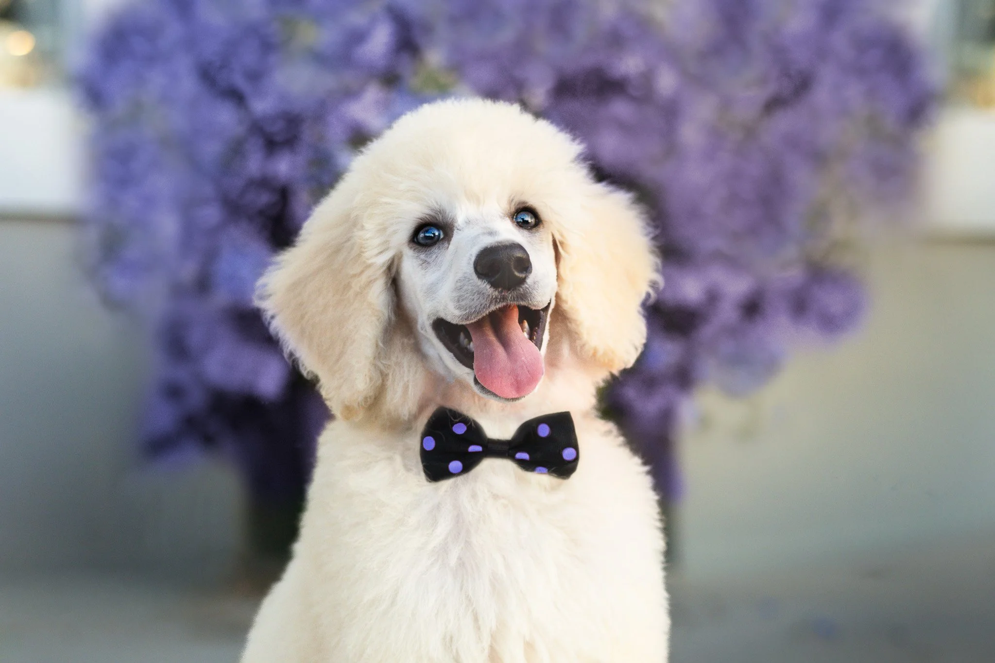 White standard poodle puppy portrait wearing a black polka dot bow tie in downtown Panama City, Florida on Harrison Avenue
