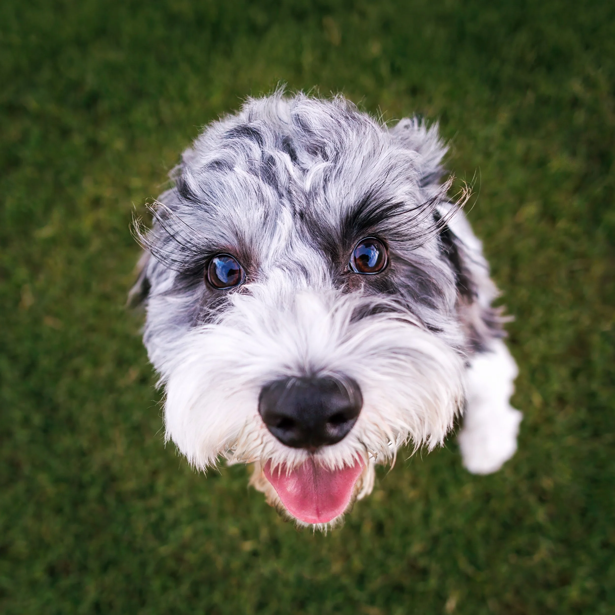 Close-up of a happy, gray and white speckled dog with blue eyes and pink tongue, standing on green grass.