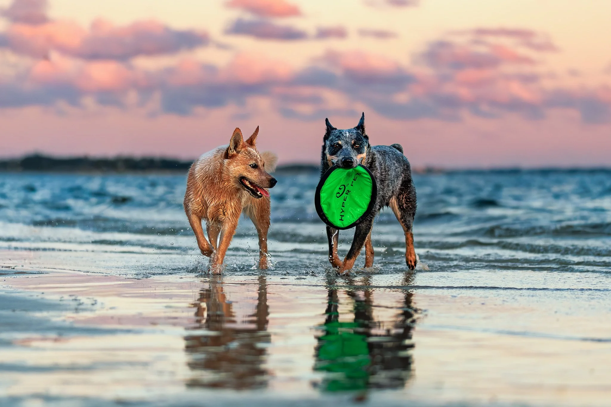 Best Places for Dog Photos in Panama City Beach, Florida: Parks, Trails, and Urban Spots Pets Love
