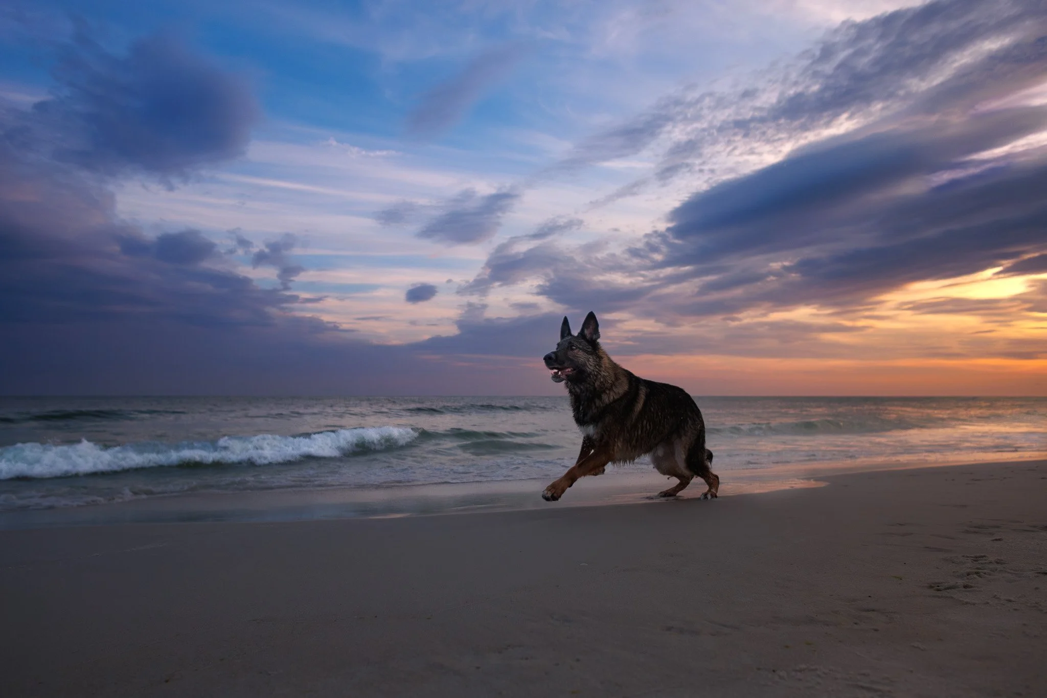 Dog running along shoreline at Panama City Beach dog-friendly beach sunset session