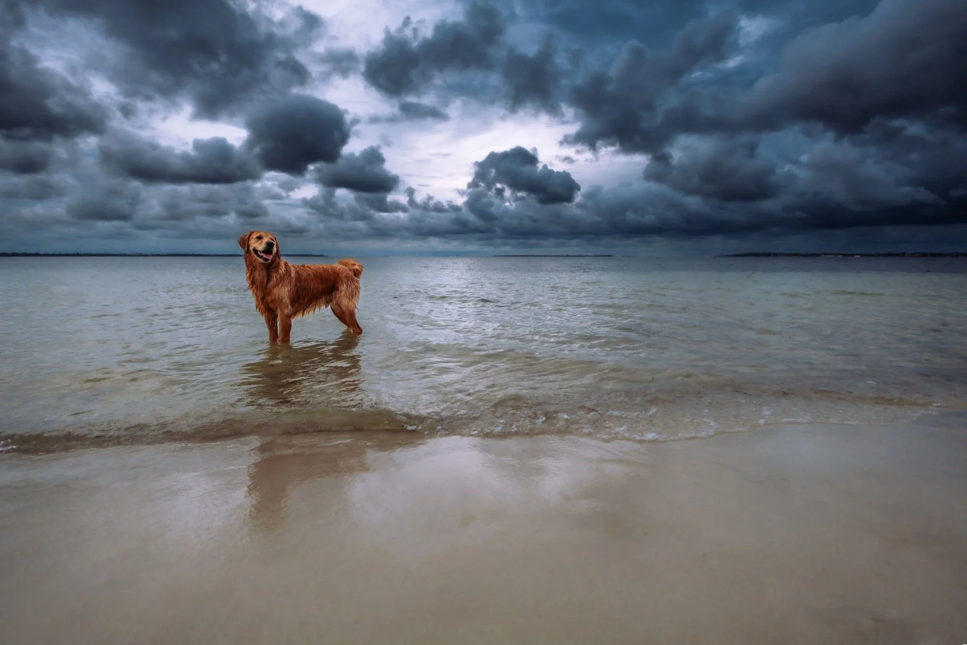 A golden retriever dog standing in shallow water on a beach with dark storm clouds overhead.