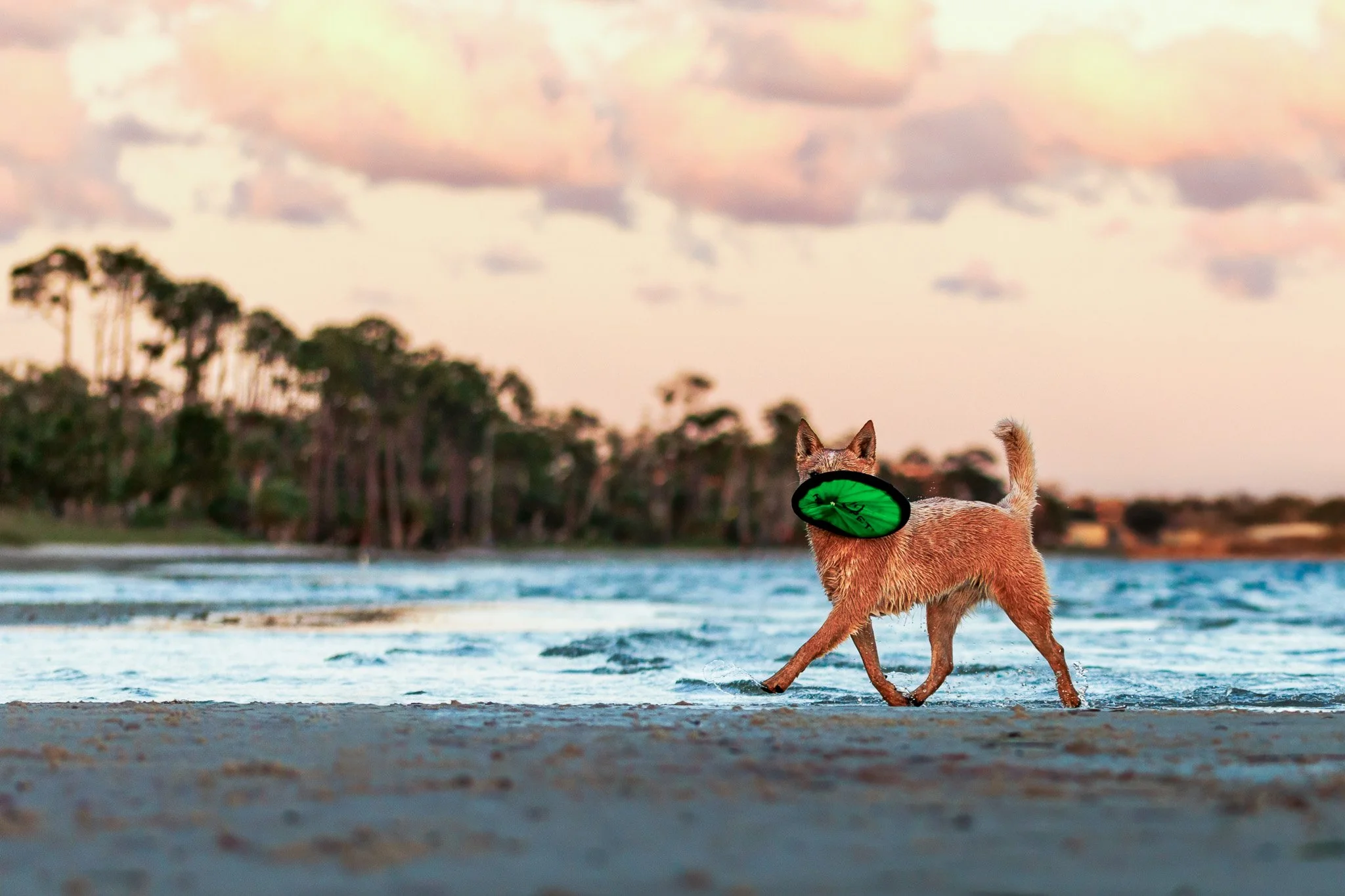 Dog playing with a frisbee along the shoreline in Panama City Beach Florida