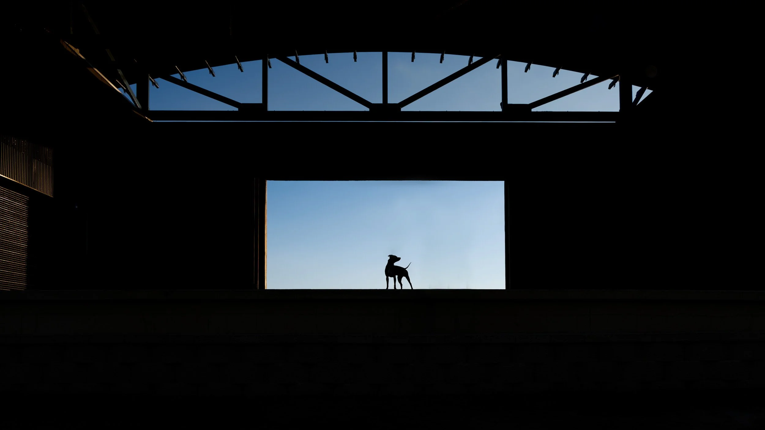 Silhouette of a dog standing on a ledge inside a building, with a large window revealing a blue sky outside.