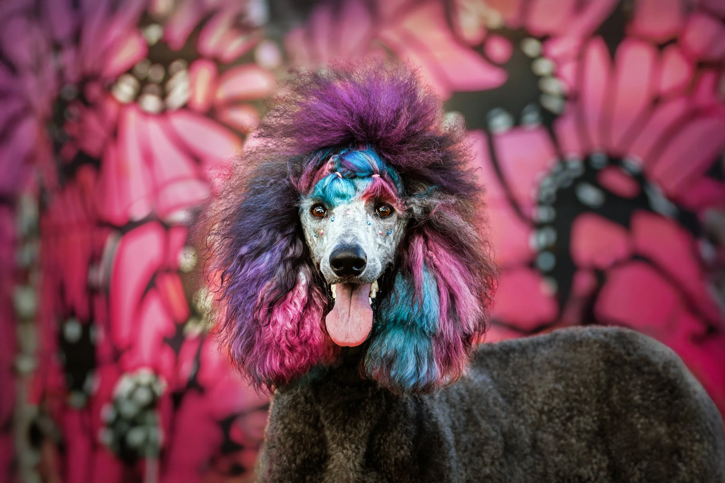 A poodle with pink and purple fur in front of a pink mural