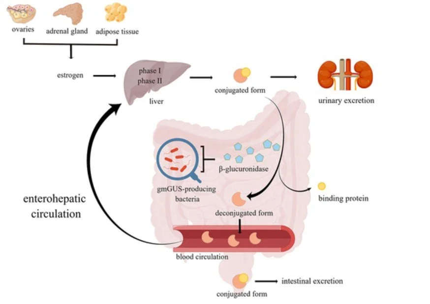 Your Gut Is Recycling Your Hormones — And You Probably Don't Know It