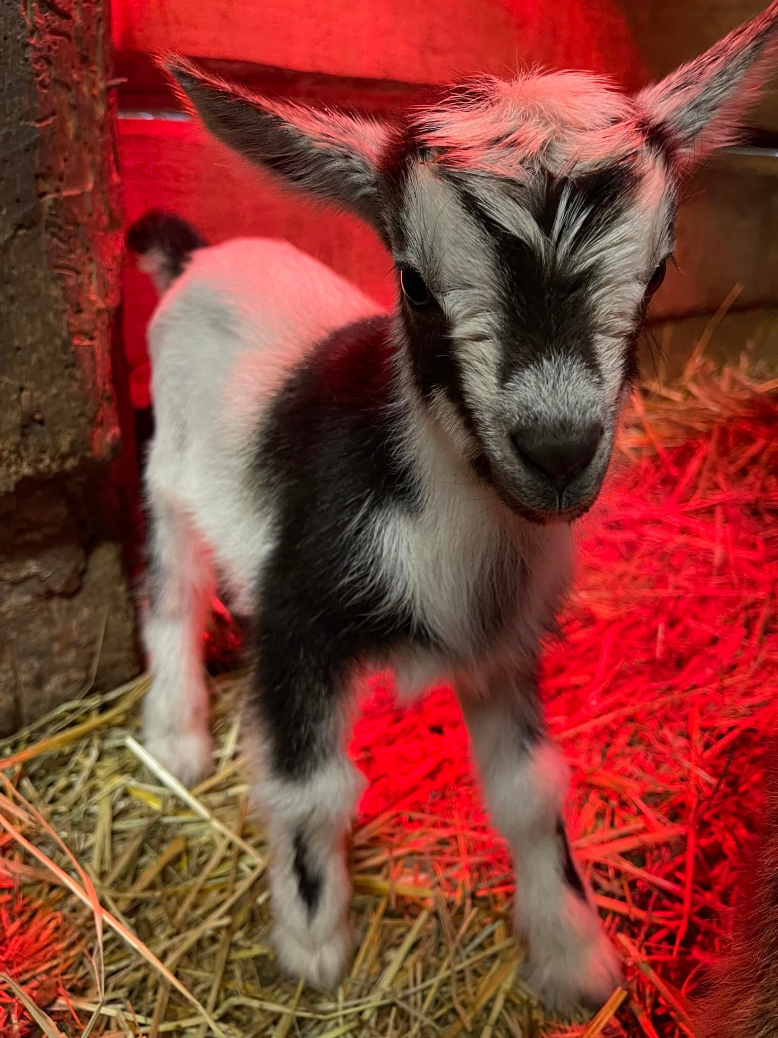 The boys 💙💙 are doing good, but we need your help with selecting names for them!

Comment you name suggestions below⬇️. If your names are selected you will get a free visit with them 🐐🐐 #berkscountypa #berkscounty #lancastercountypa #goats #names