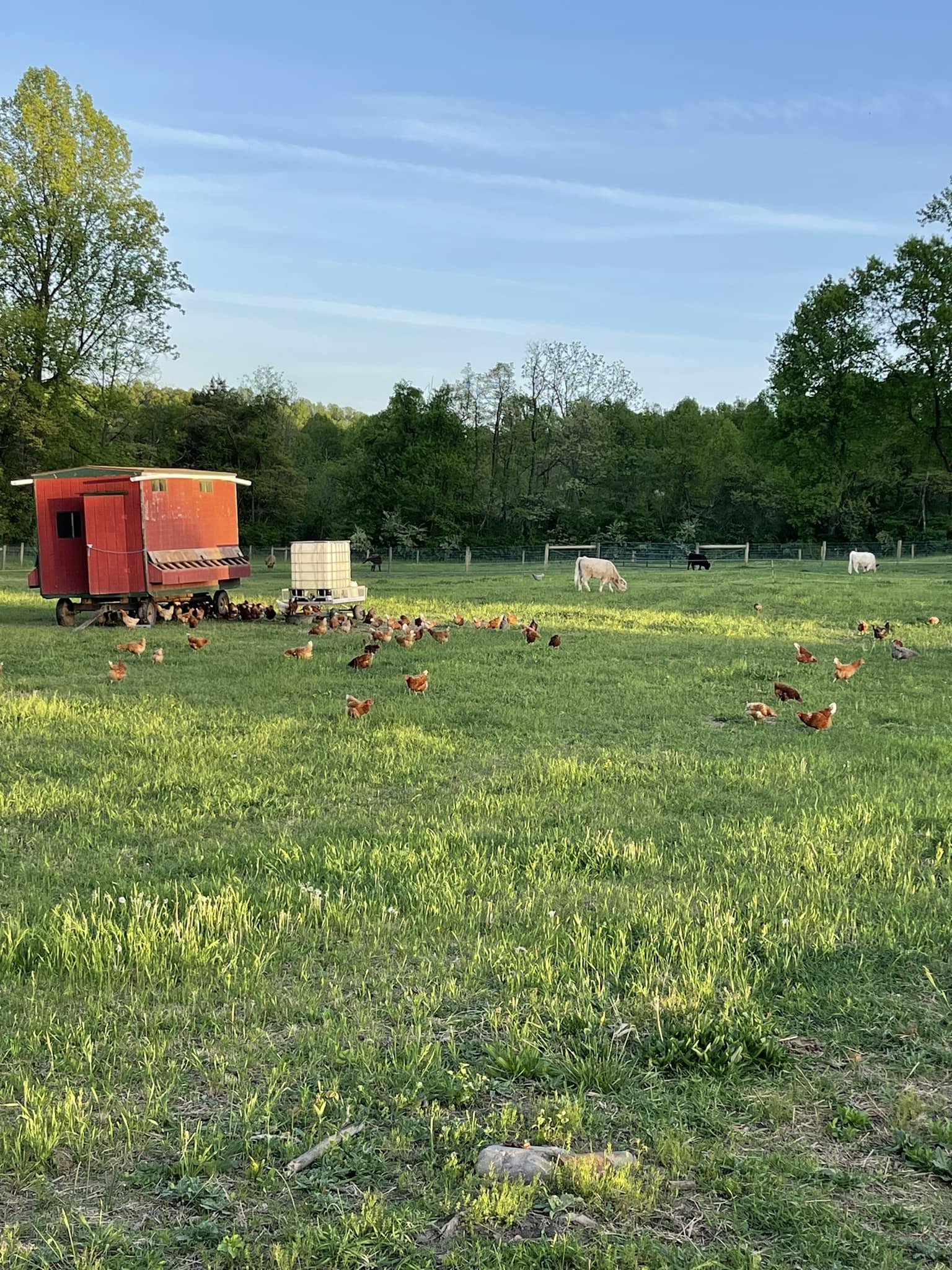 Green pasture! 🌞🌞