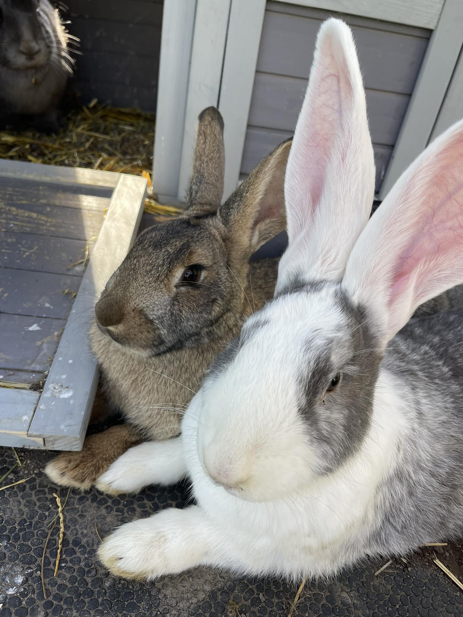 It&rsquo;s bunny weather 🐰☀️ #rabbitsofinstagram #berkscountypa