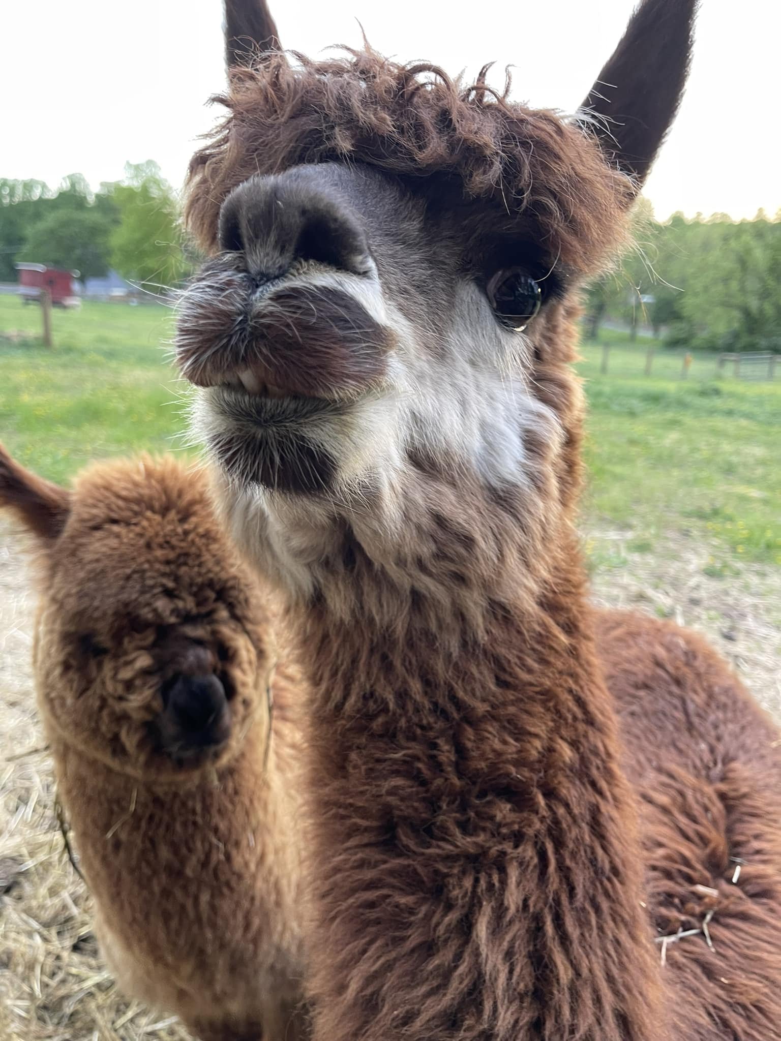 Make sure to watch our stories each day to see if Tia has her baby (Cria) 😮. This will be our first ever cria born on the farm #alpaca #alpacas #cria #baby #berkscountypa

Any guesses on gender / what color?