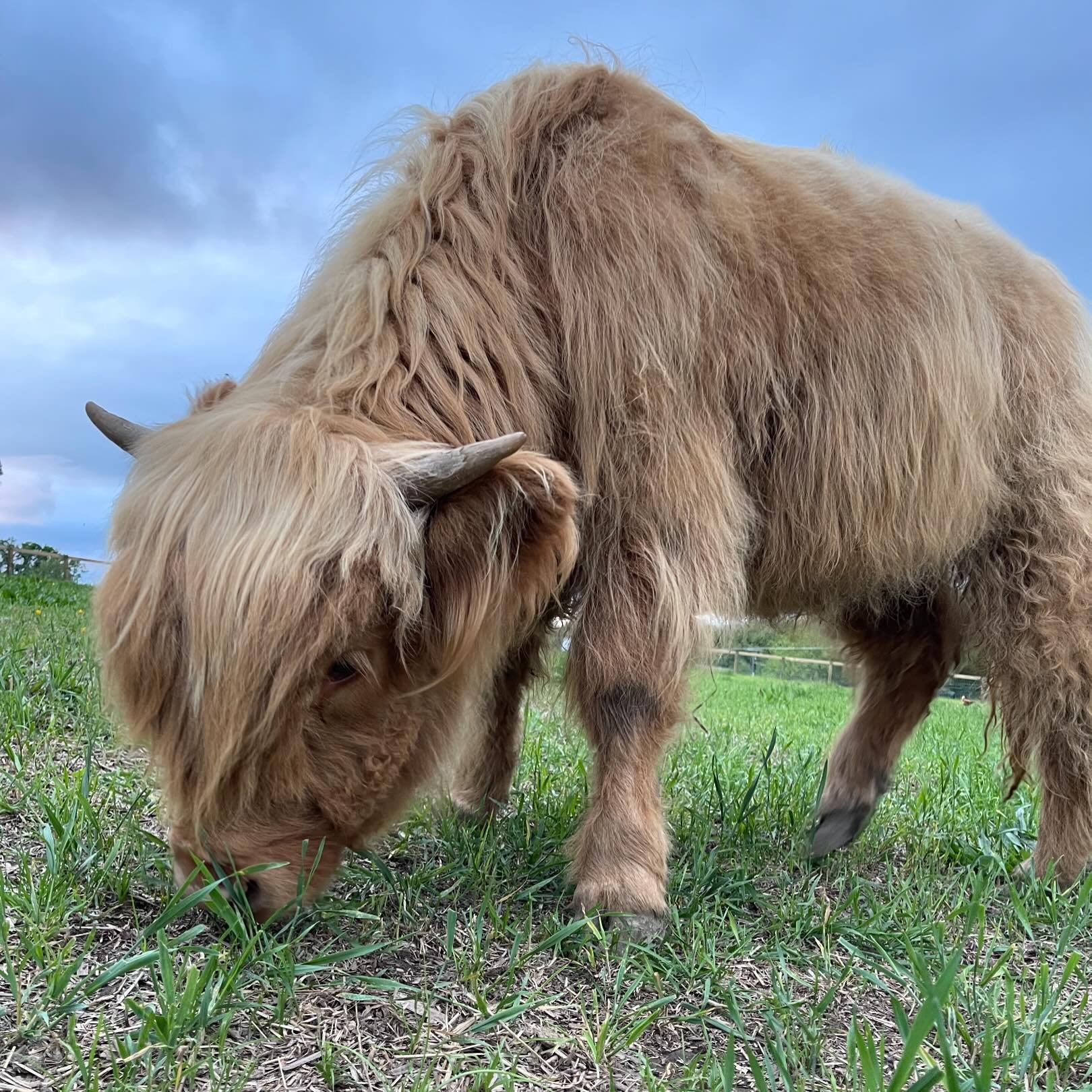 Hazel 🐮 #highlandcow #cowsofinstagram  #cows