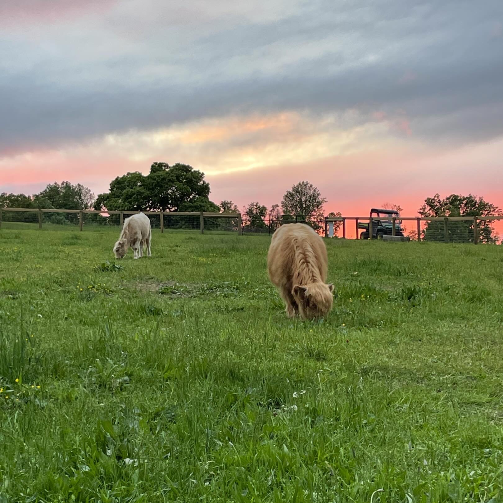 The sky was perfect last night for some 🐮🐮📸 #cows #highlandcows #minicows #cowsofinstagram #berkscounty #pennsylvania