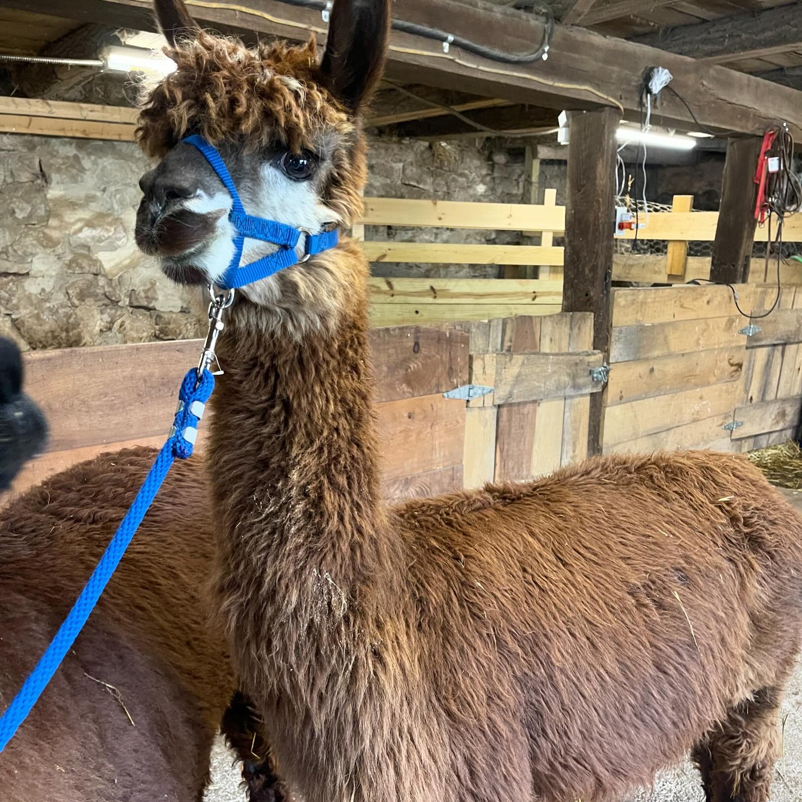 Tia is due any day now! If our timing is right&hellip;she should have her cria by Sunday at the latest!

What day do you think she will give birth? #alpaca #berkscountypa