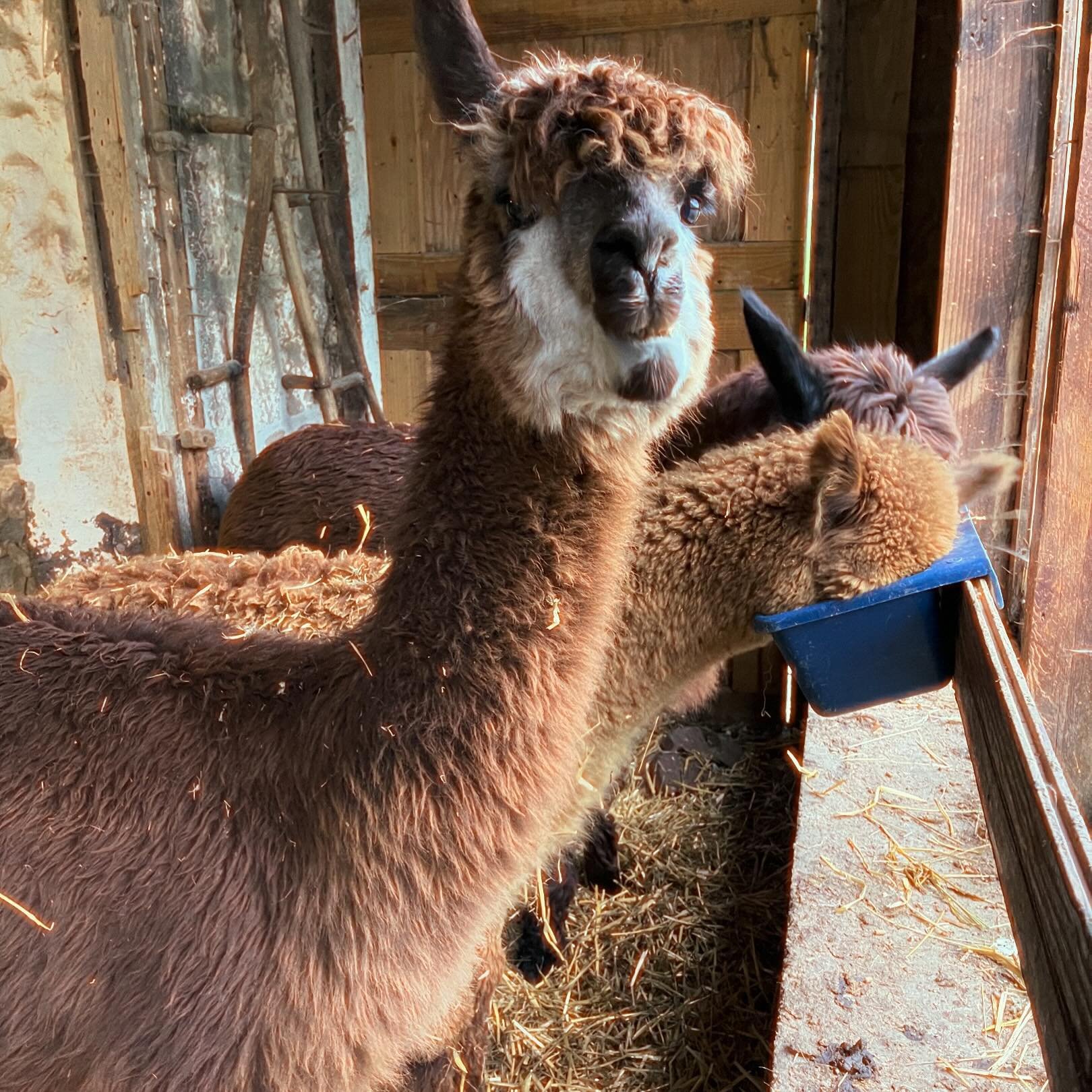 With the forecast calling for storms  over the next few days 🌩️ we decided to move the alpacas down to the barn #storms #berkscounty #alpacas
