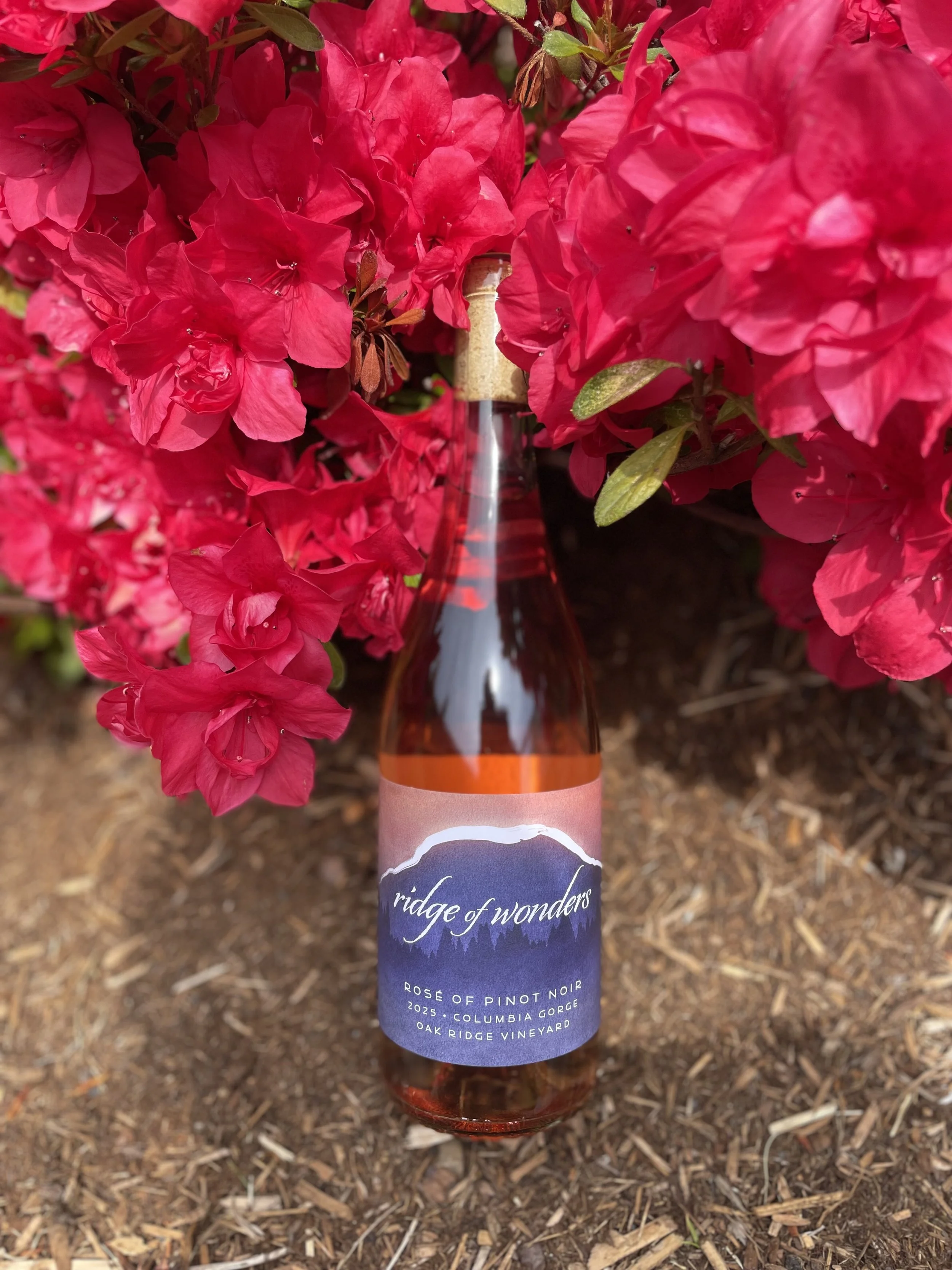 2025 Rosé of Pinot Noir