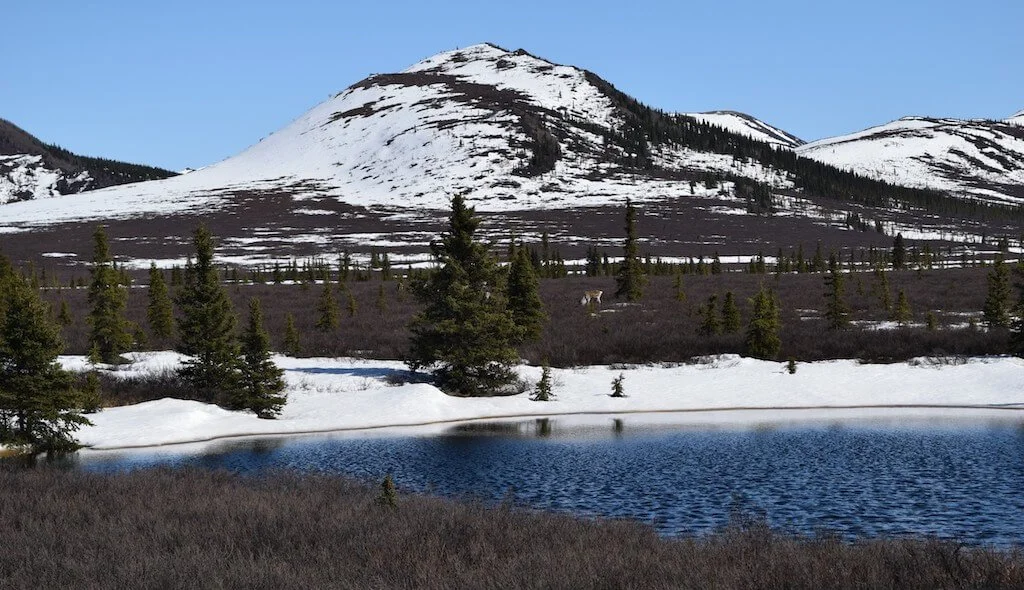 A snowy mountain rising above evergreen trees and a lake in Denali National Park in Alaska, a quiet place to recharge.