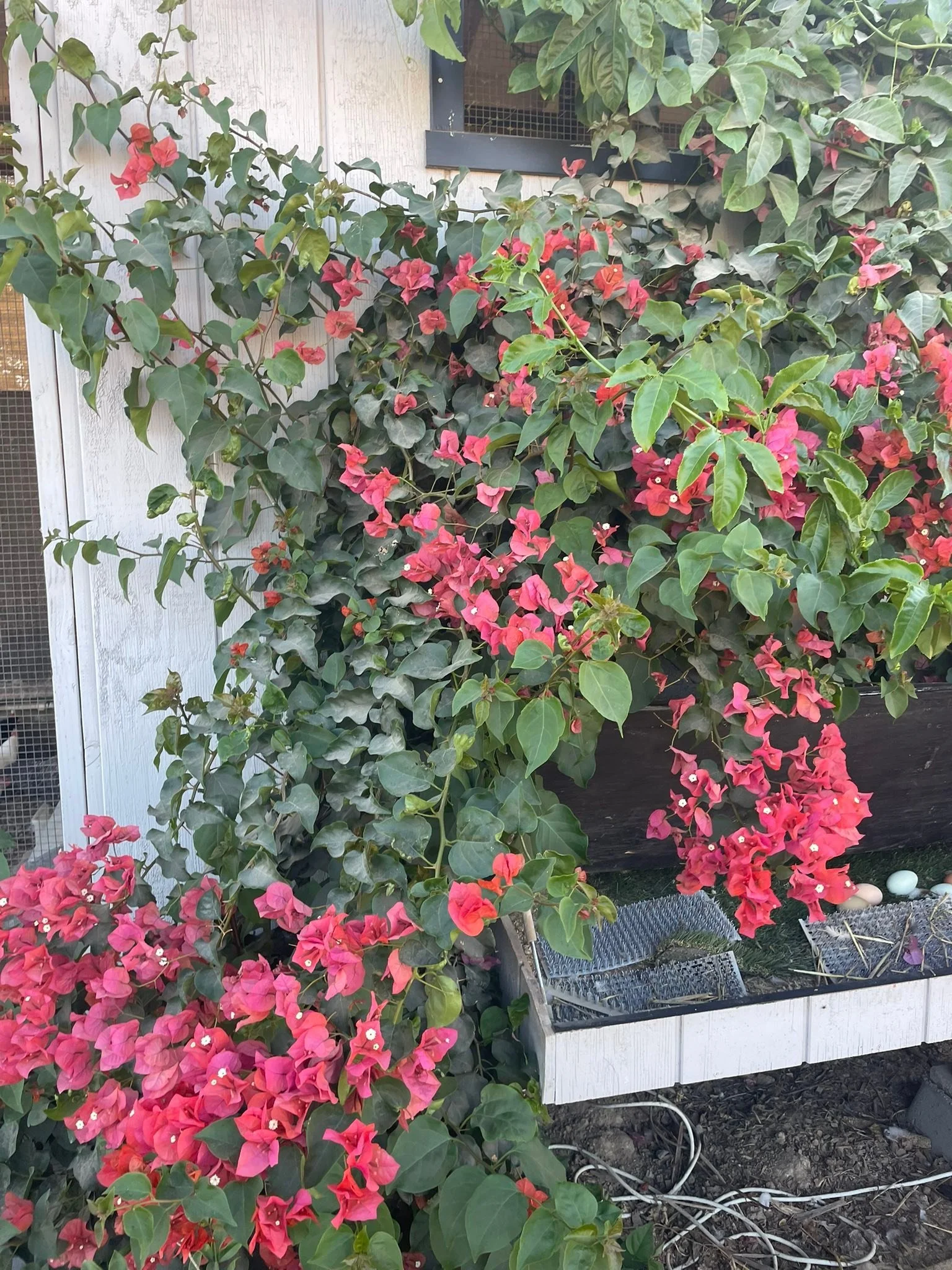 Farm beauty! Happiness!