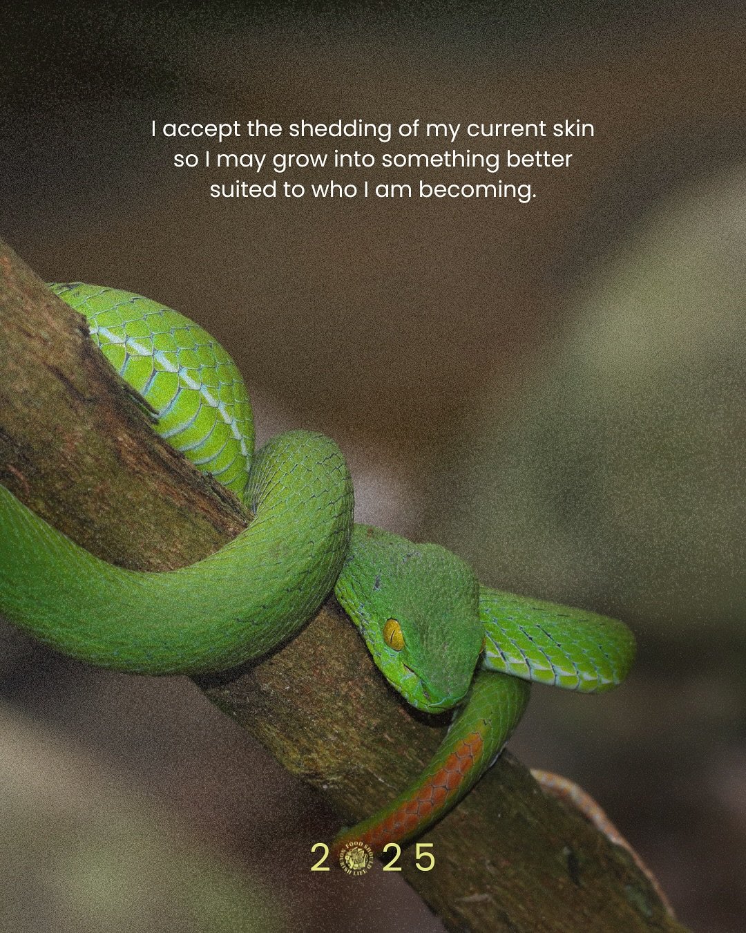 🧧 2025 | In a potent moment, the year of the snake arrived with the rising of the Aquarius new moon. The year of the snake symbolizes growth, renewal, and adaptability&mdash; encouraging people to reflect on their paths, embrace change and seek pers