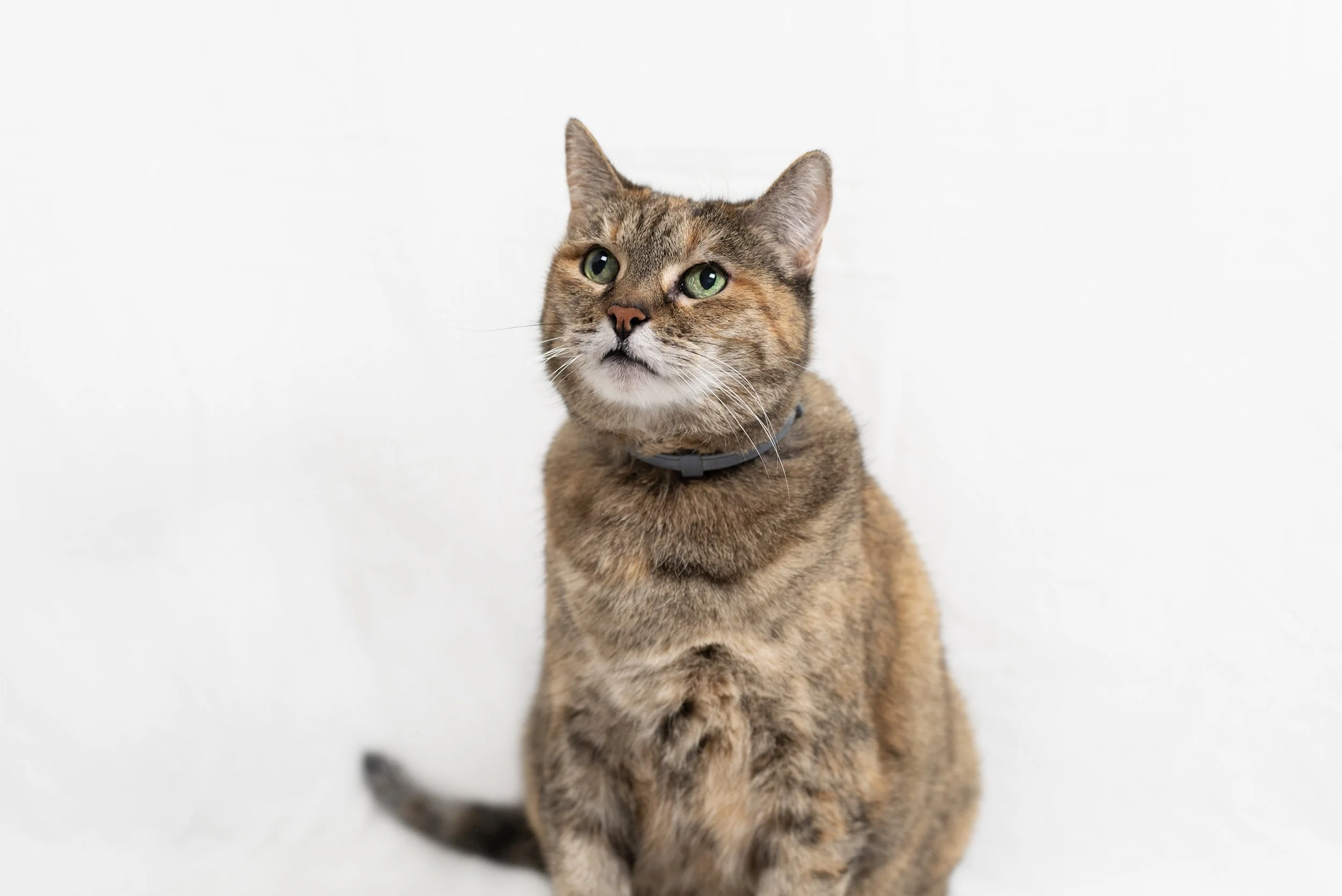Cat Fights and Wound Care: What to Watch For, What to Do, and When to Call the Vet