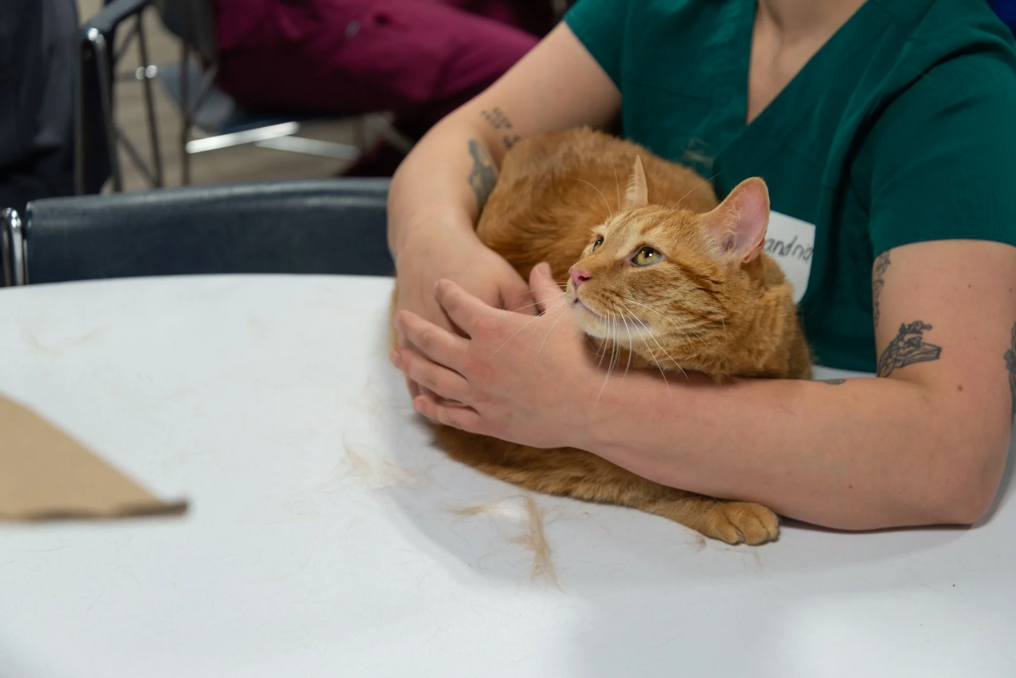 Why Is My Cat Wheezing? Causes, Symptoms, and When to Call the Vet