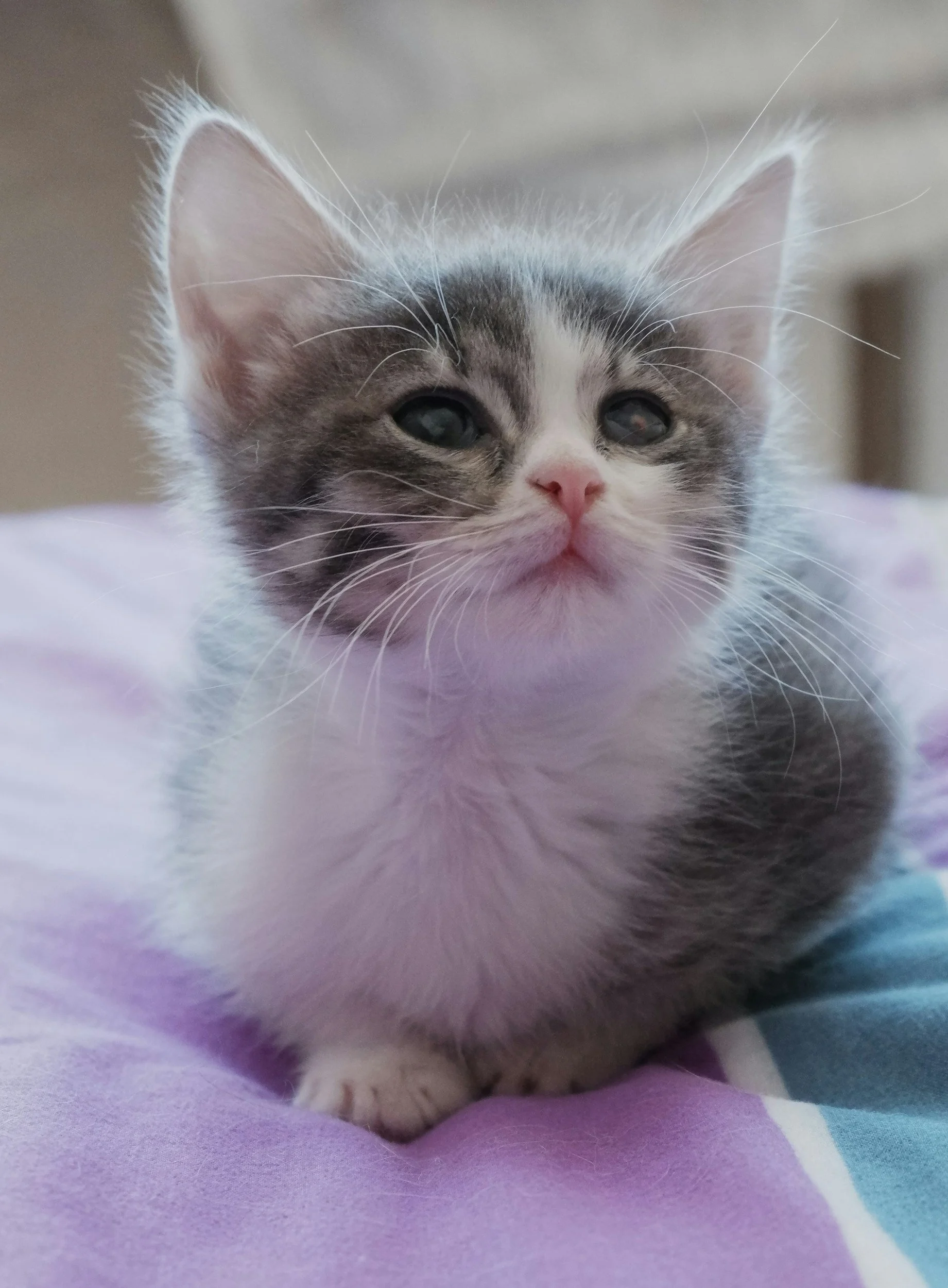 Kitten Bloated Belly: A Virginia Beach Vet's Guide to Causes &amp; Urgent Care