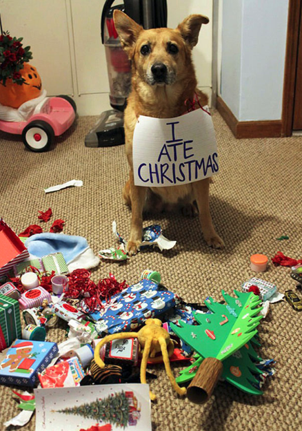 Holiday Hazards: A Virginia Beach Vet's Guide to Keeping Pets Safe