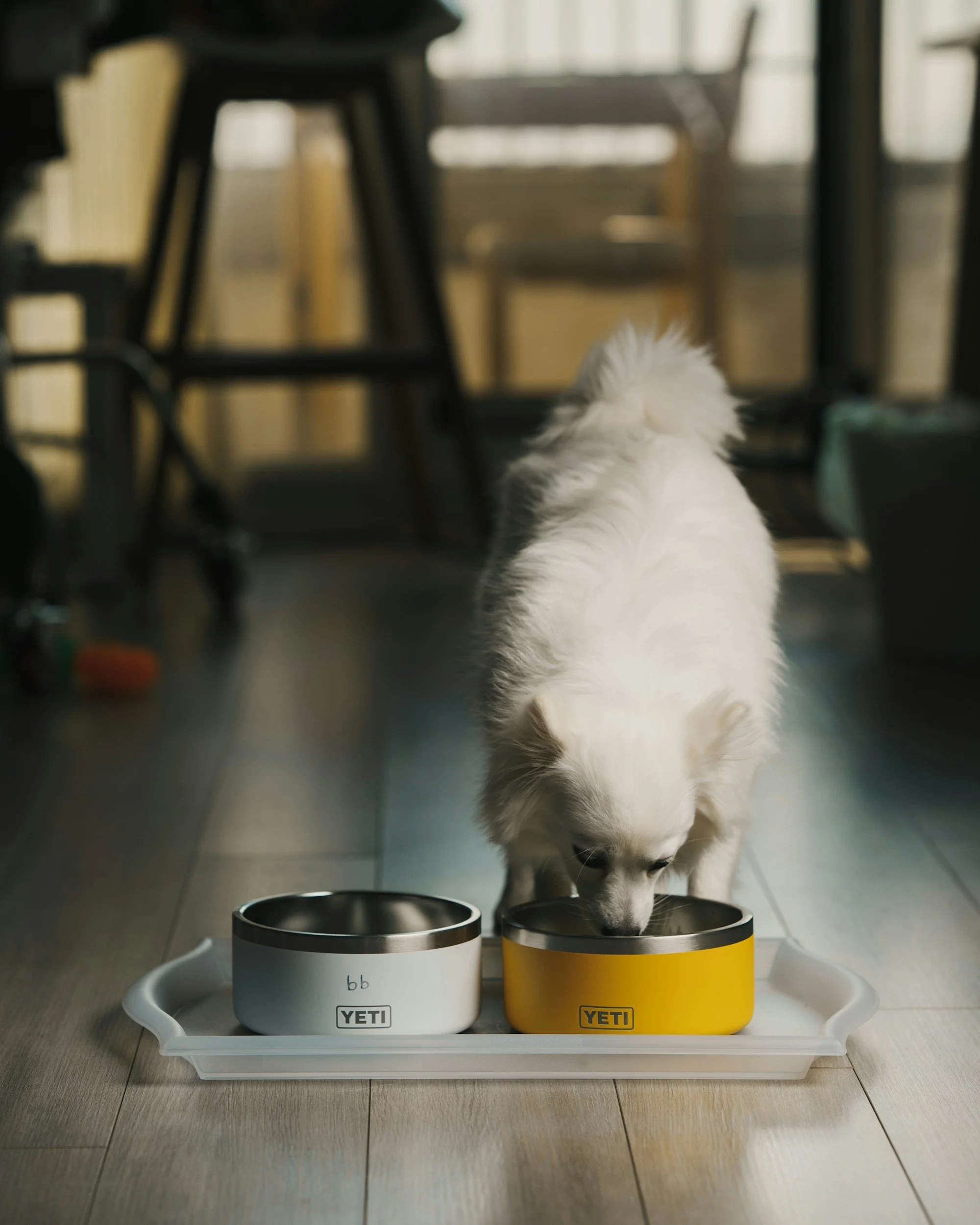 What’s in your pet’s bowl? The science behind safer, cleaner mealtimes.