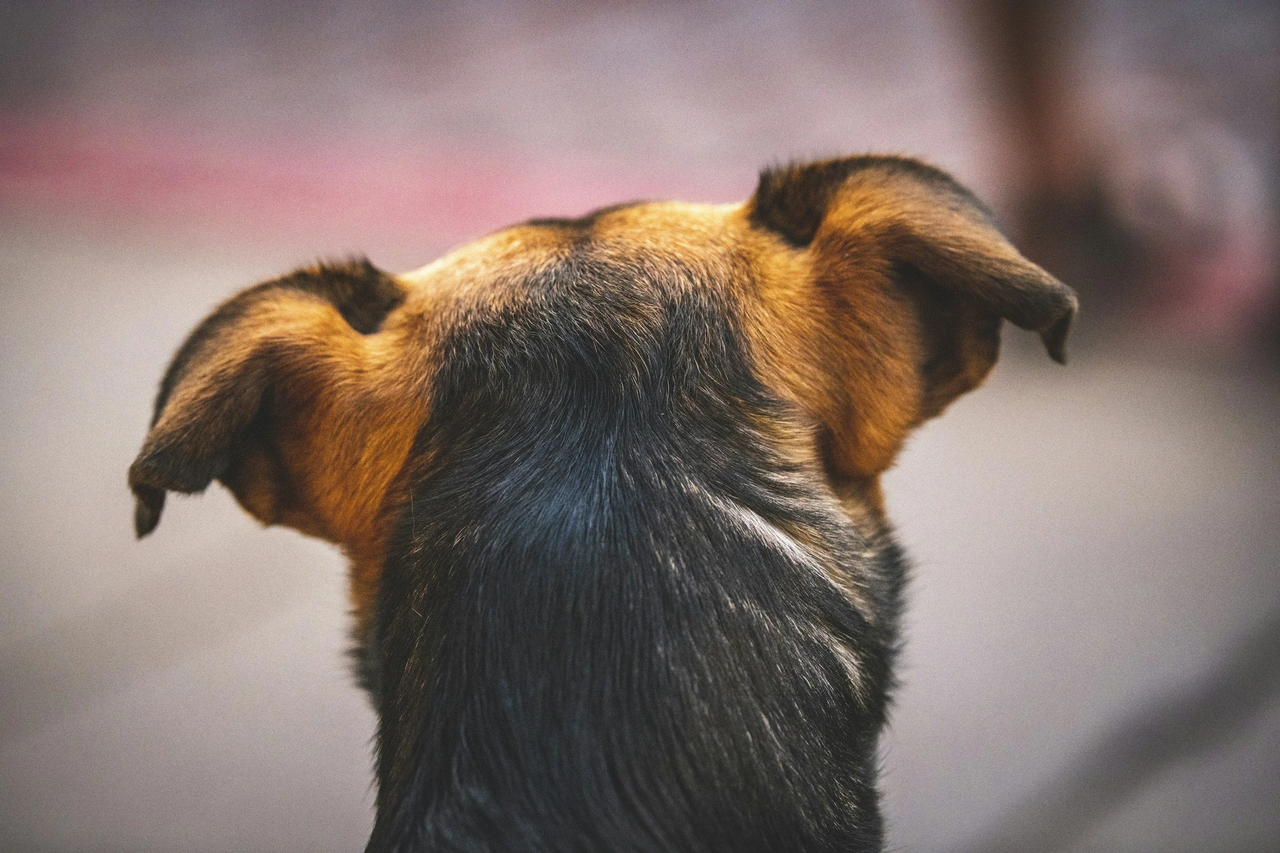 dog ear infection