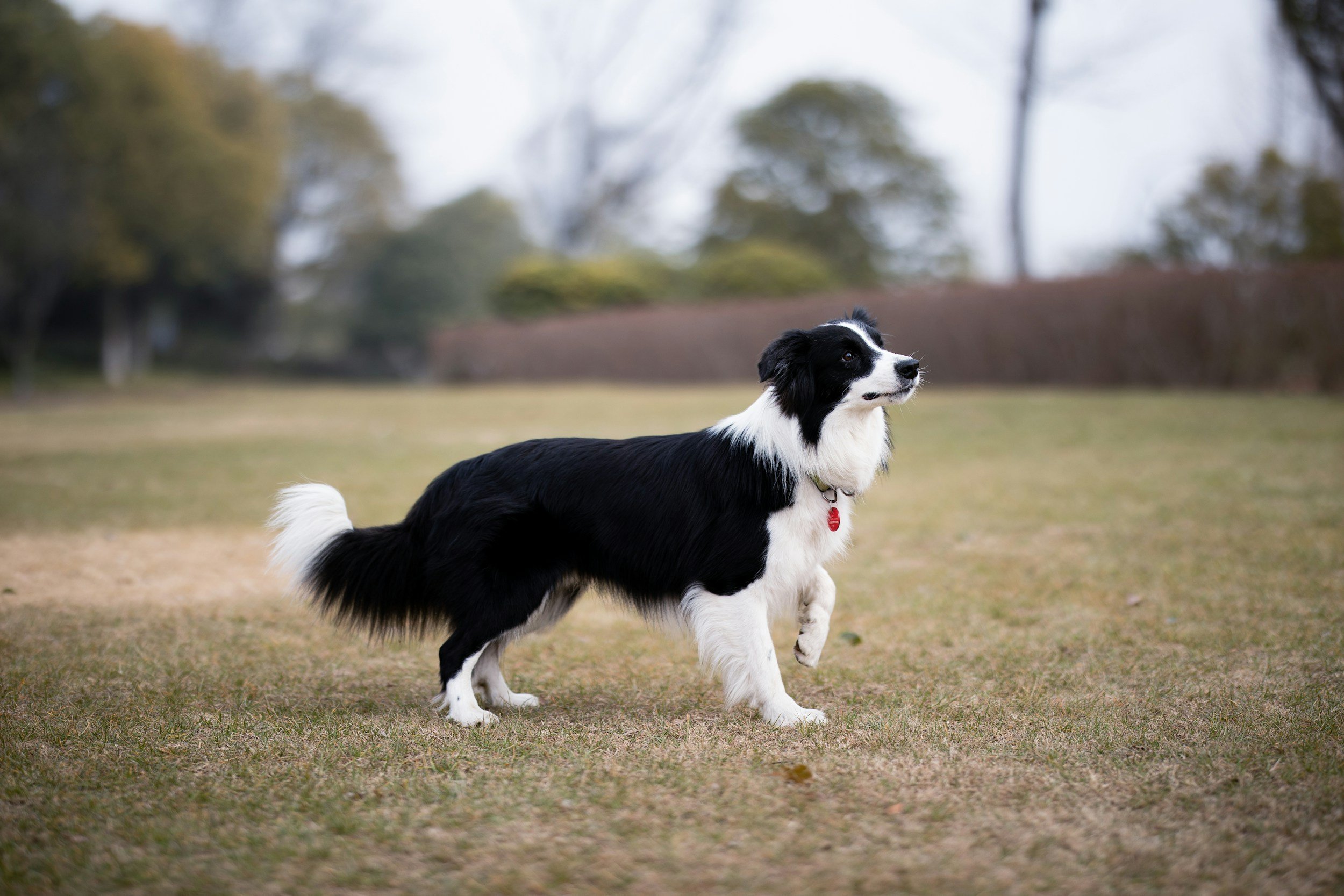 Dog Limping on Front Leg: Causes and When It's Urgent
