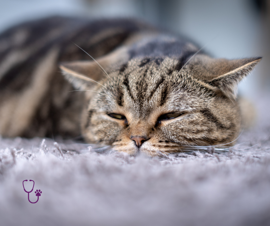 cat sick vomit diarrhea