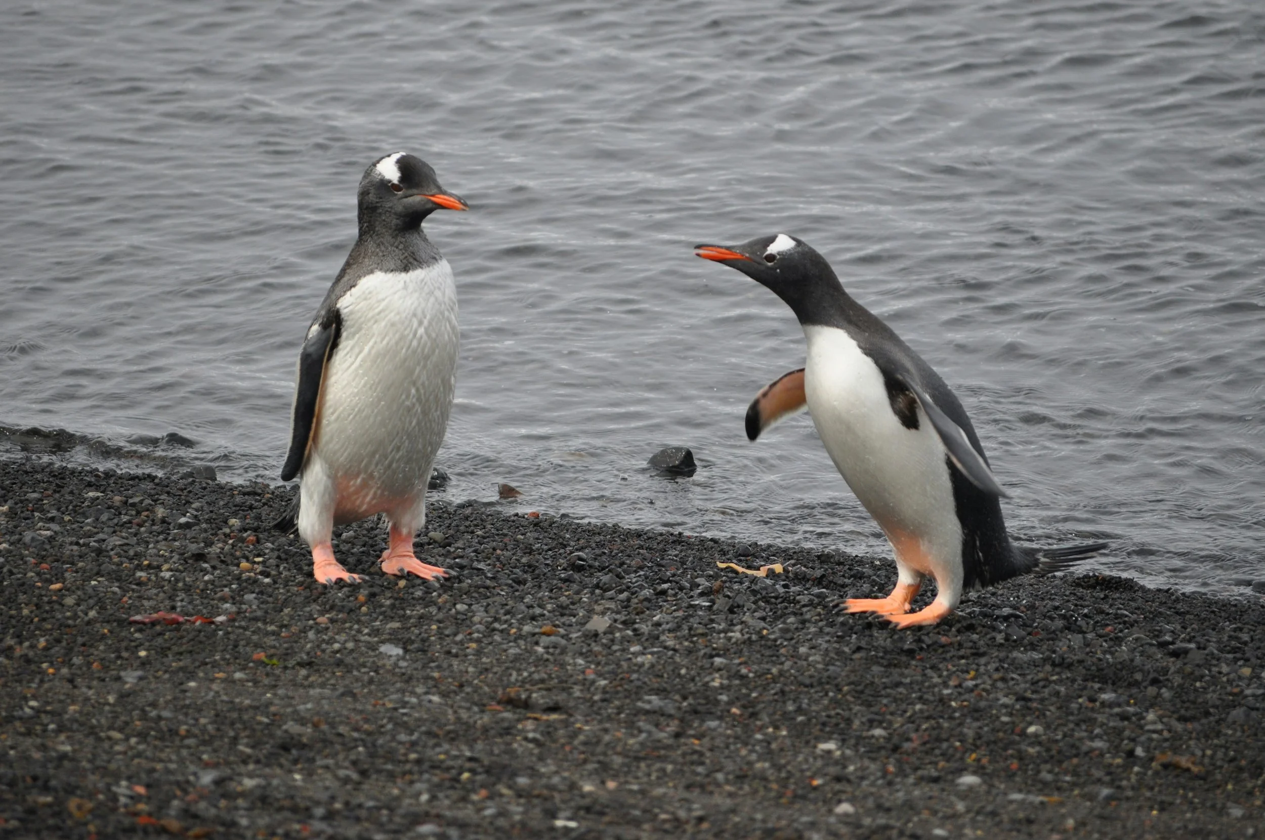 Two penguins seem to talk about their problems..
