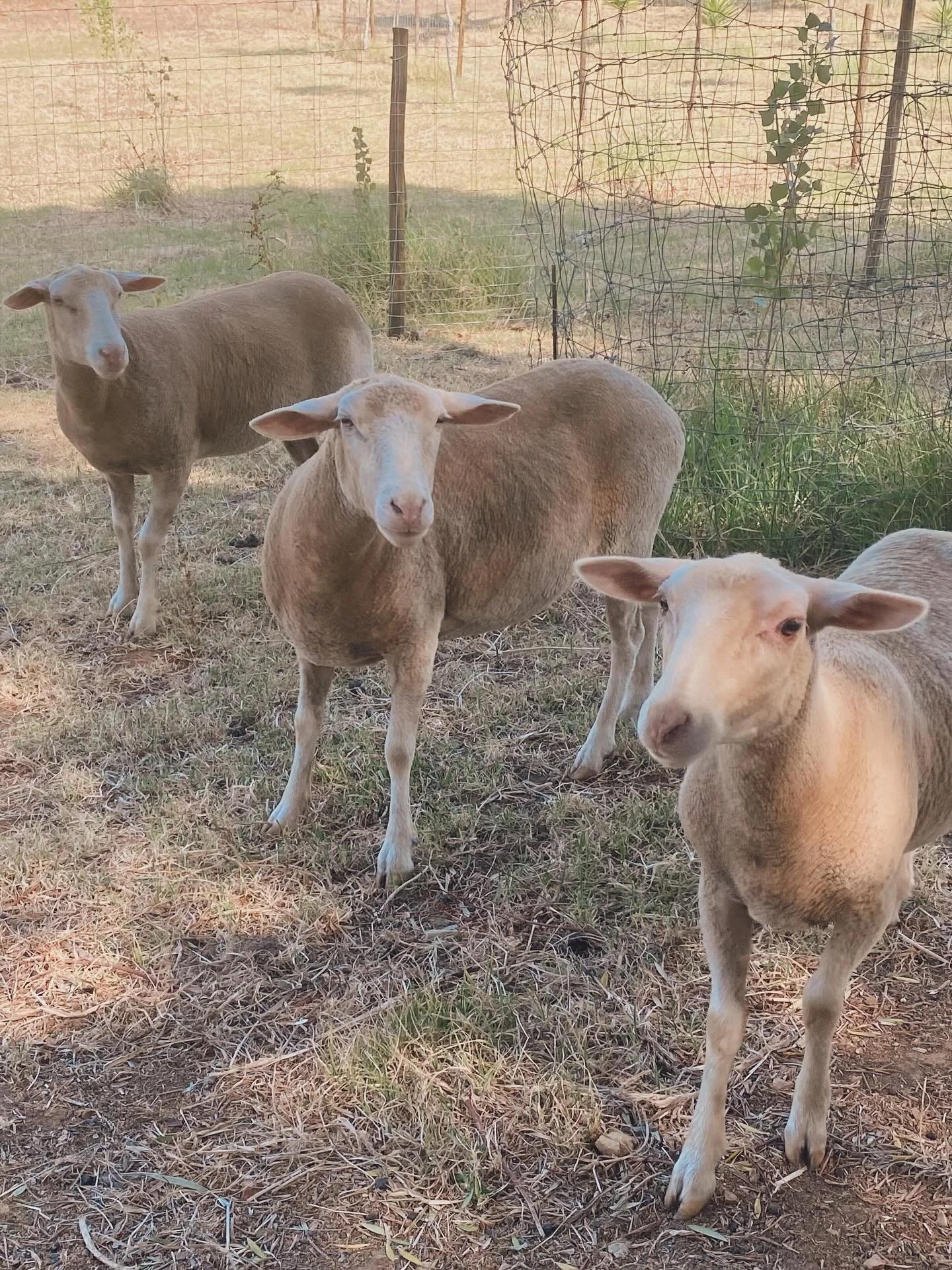 Forest friends with fluffy feet! Meet Wald&rsquo;s nuttiest trio: Hazel(nut), Almond &amp; Peanut. They&rsquo;re a little wild, a little woolly, and 100% adorable 🐑🐑🐑🤍

___
Amigas da floresta de patinhas fofas! Conhe&ccedil;am o trio mais engra&c