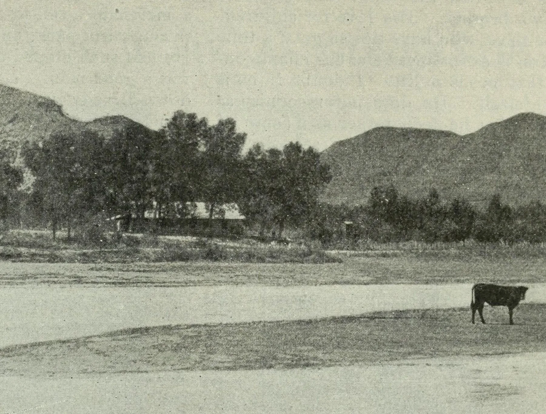 Hands On History_Cattle Brand.jpg