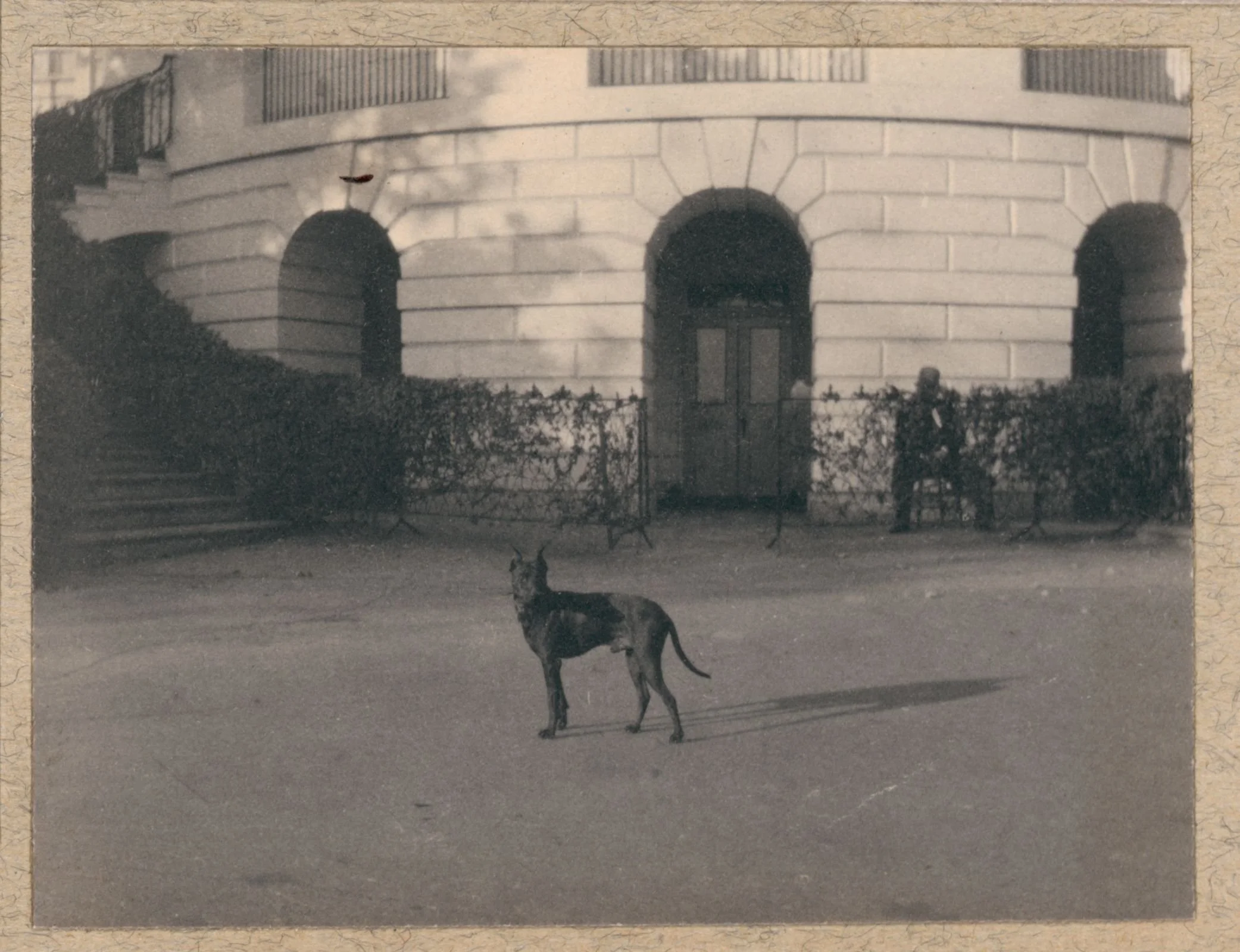 Resource Packet_White House Pets.jpg