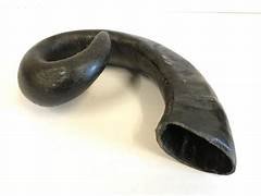 Buffalo Horn (Large)
