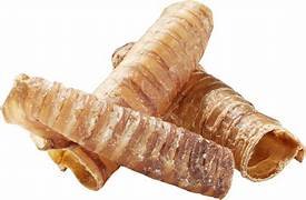 Trachea