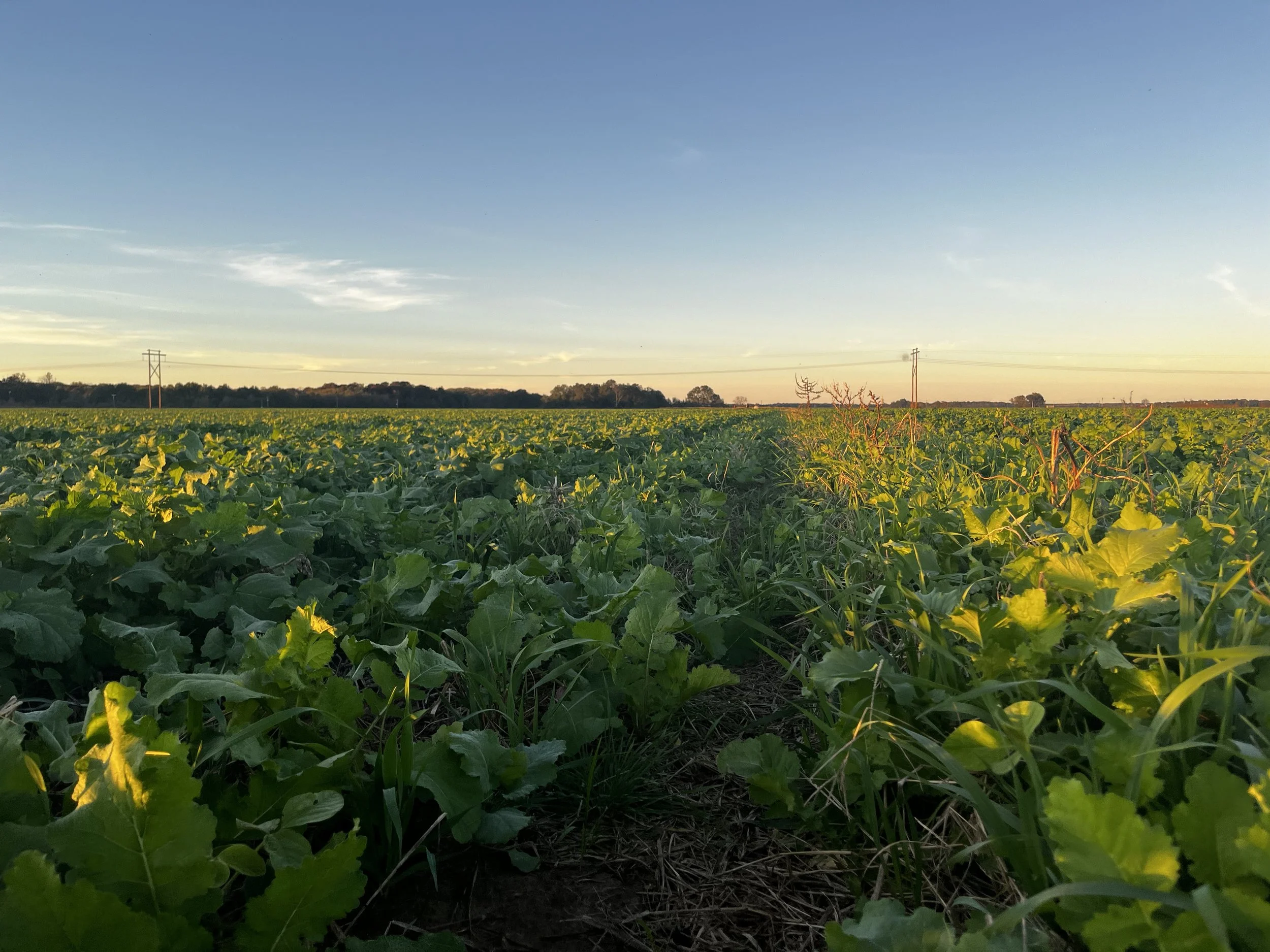 Soil & Climate Inititative Unveils Groundbreaking Verification Framework for Regenerative Agriculture