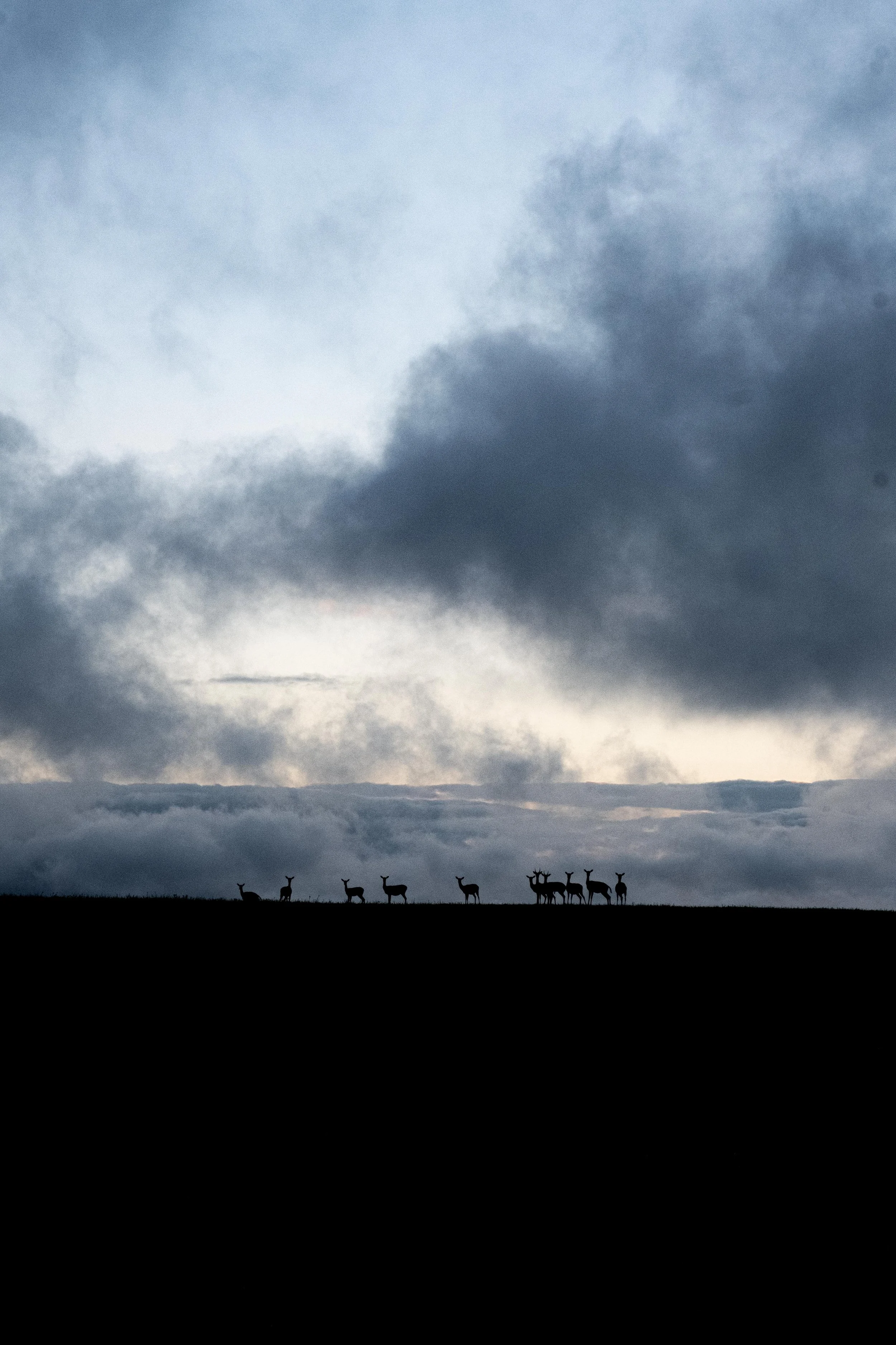silhouettes and sky