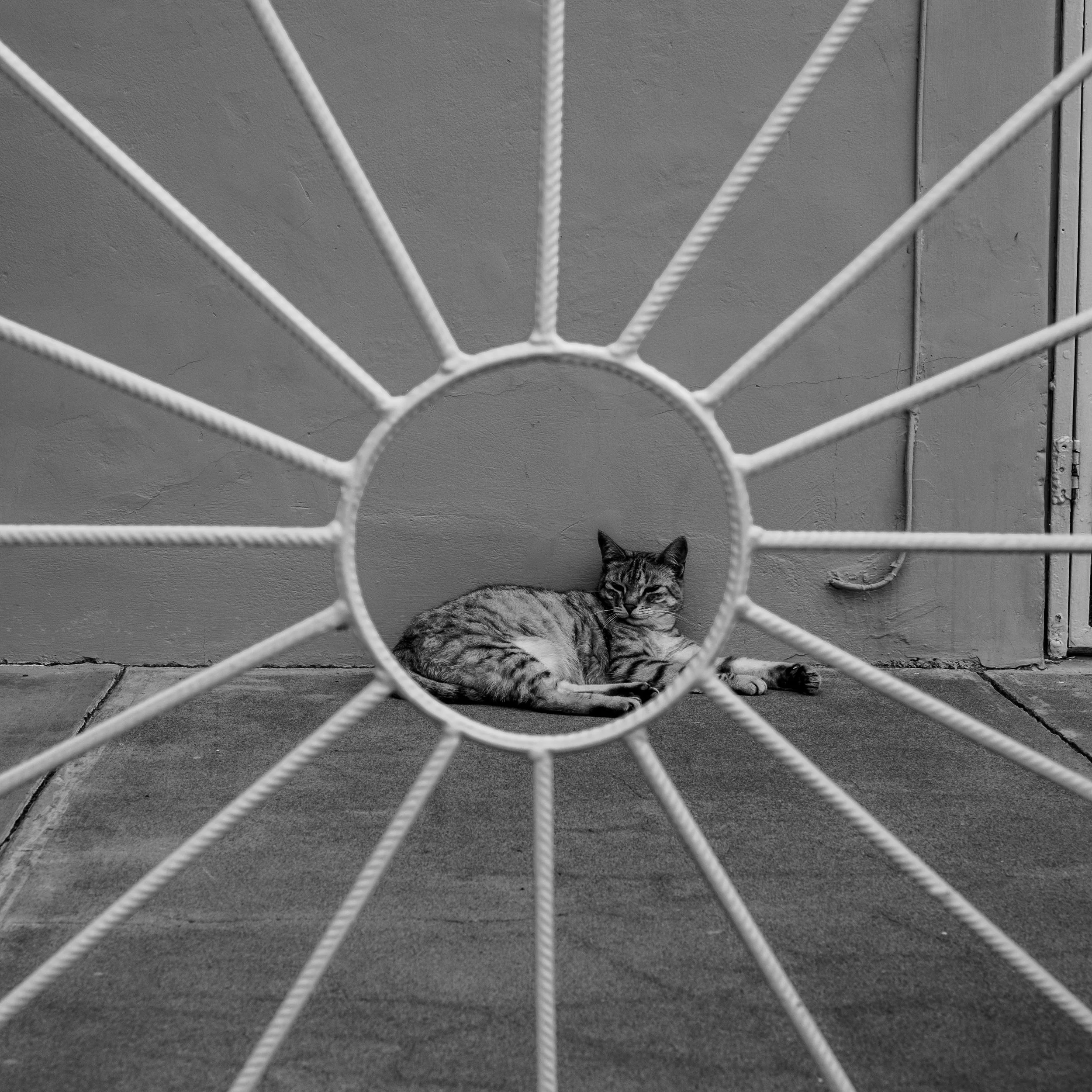 cats