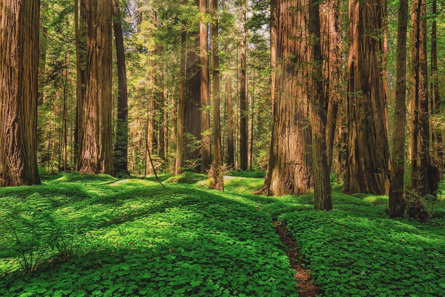 Happy Earth Day! 🌎 

🌳 We&rsquo;re proud monthly donors to @onetreeplanted, and they recently planted nearly 50,000 trees to reforest 200+ acres of California forest that burned in the 2020 Castle Fire. This project restores Sequoia stands and wild