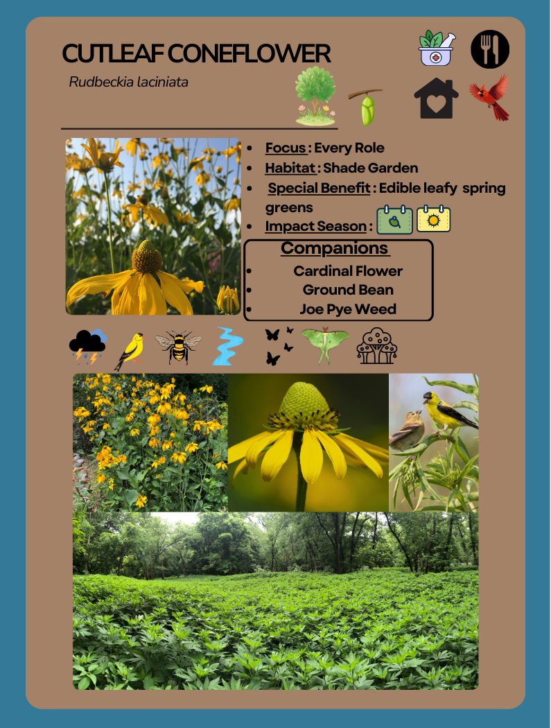 Card Game Cutleaf Coneflower (1).png
