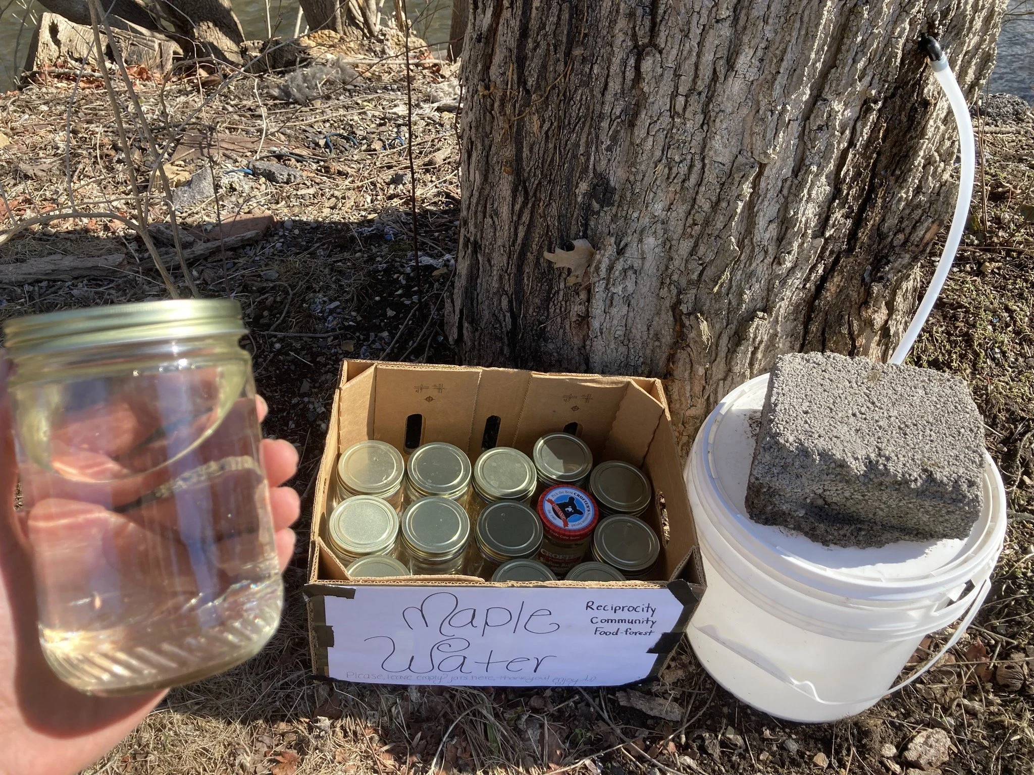 Tapping for Maple Water (Reciprocity Community Food Forest)