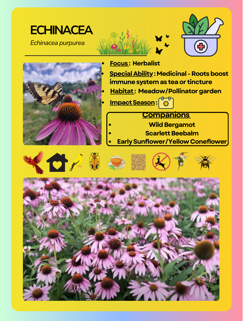 Card Game Echinacea.png