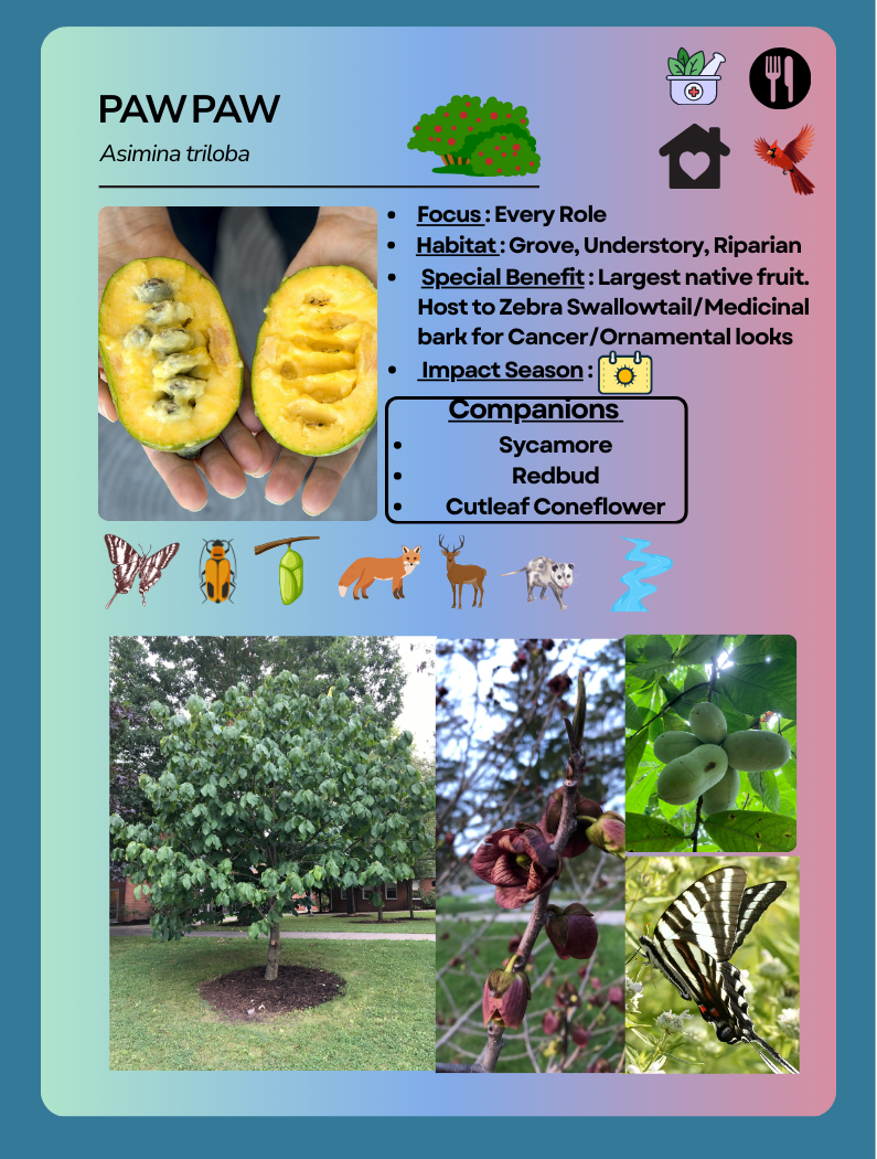 Card Game Pawpaw (1).png