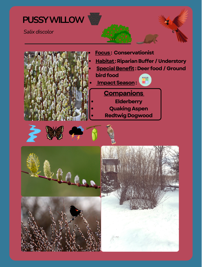 Card Game Pussy Willow.png