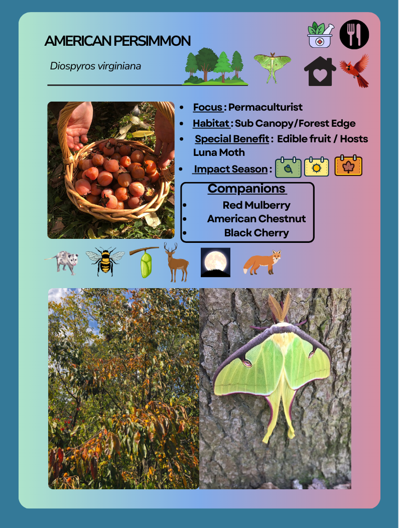 Card Game American Persimmon.png