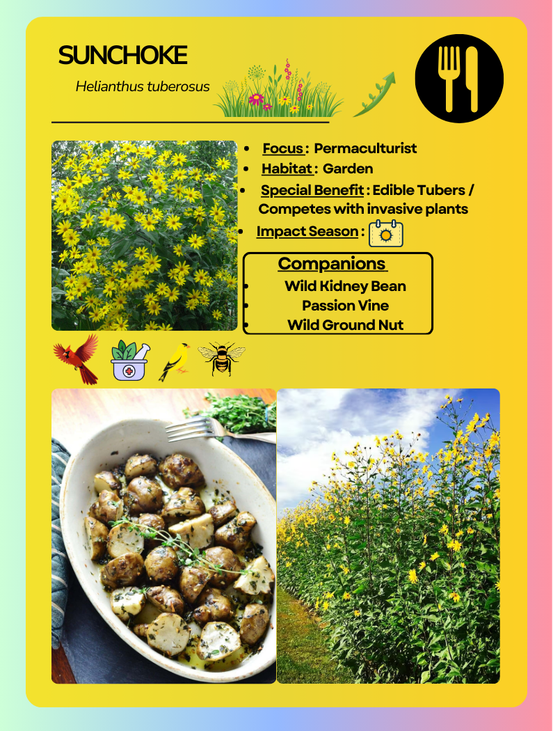 Card Game Sunchoke.png