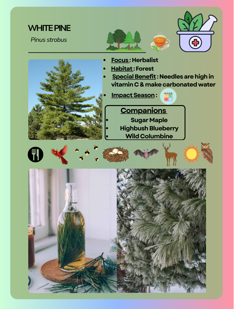 Card Game White Pine.png