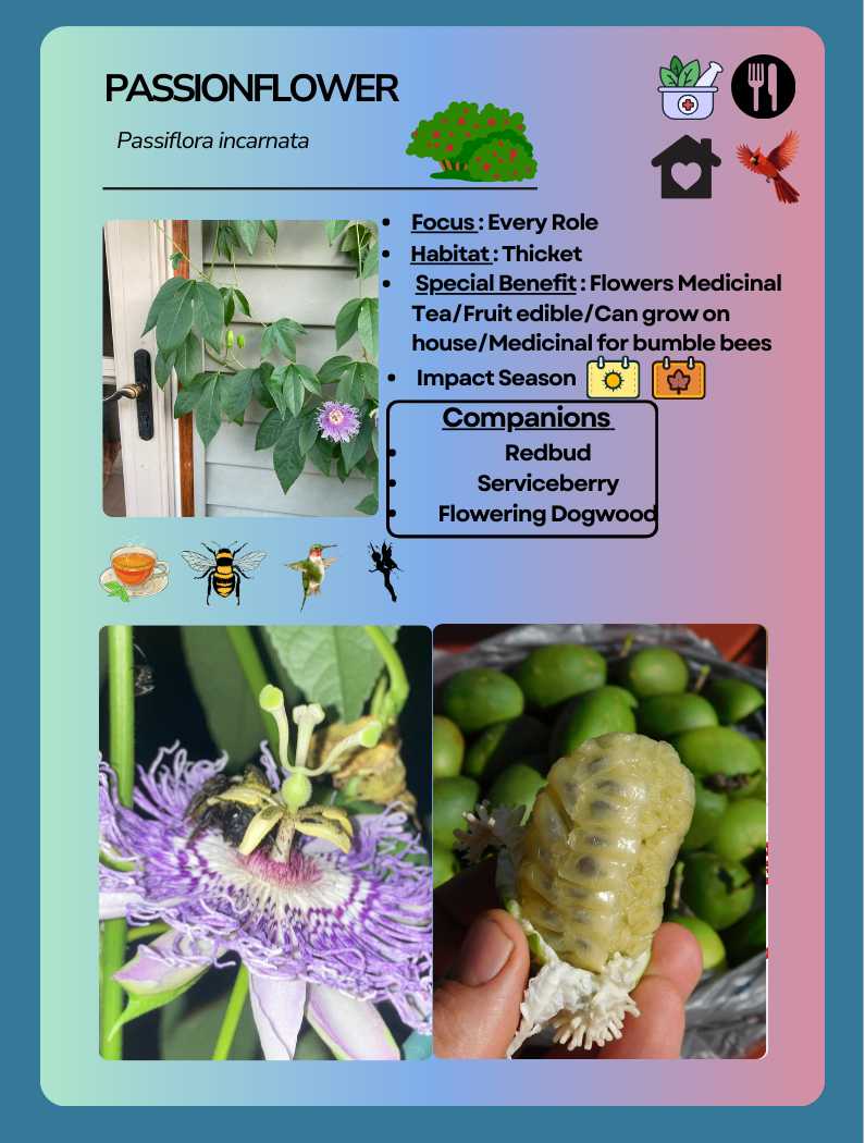 Card Game Passion Vine.png