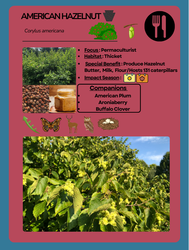 Card Game American Hazelnut.png